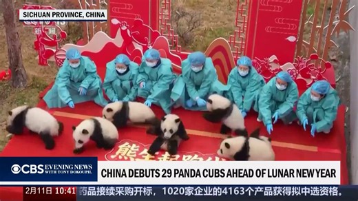29 panda cubs made their TV debut in China, celebrating Lunar New Year one week early. | CBS News