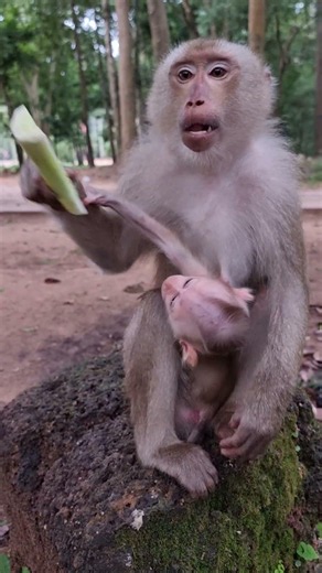Lovely Baby Monkey With Mom Take Care #shorts