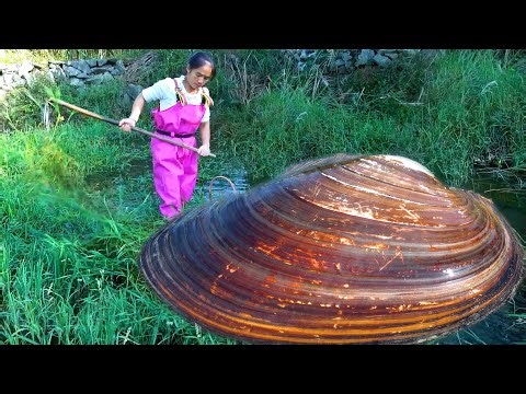 Opening the water plants, it turns out they are all big pearl clams