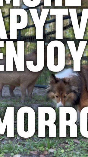 Eight More Hours of CapyTV