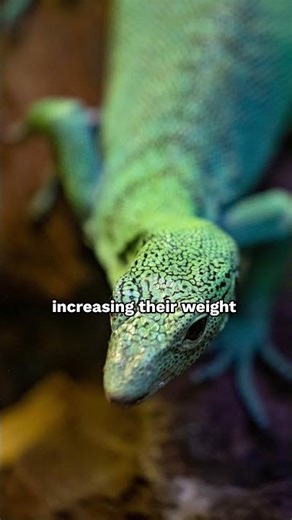Meet the Emerald Tree Monitor | Species 101