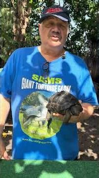 Aldabra Tortoise one year old 7" Big Wide & Round ID#6030 Green Eyes, Perfect scute very Unique