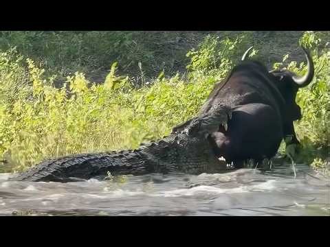 Massive crocodile grabs a buffalo