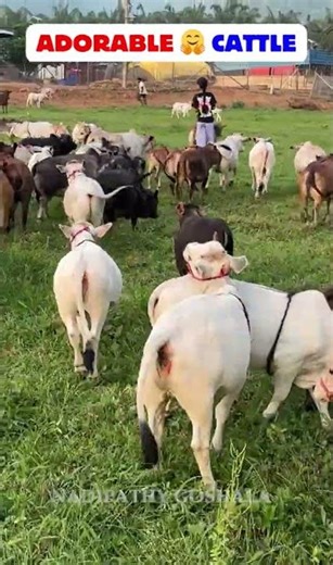 Heart-Melting Pet Cows Moments You Must See 💖#pet #cow #aww #love #wow #now #vid #fyp #cute #joy