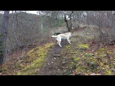 A Labrador puppy defeated an adult hound.