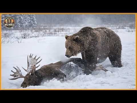 Craziest Grizzly Bear Attacks Ever Caught On Camera #wildanimals | Animal Documentary #261