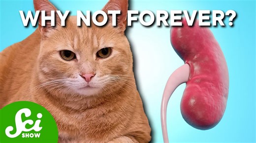 Can cats live twice as long?