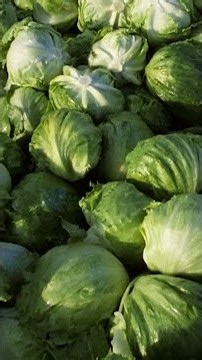 Michigan confirms two deaths in cyclospora outbreak
