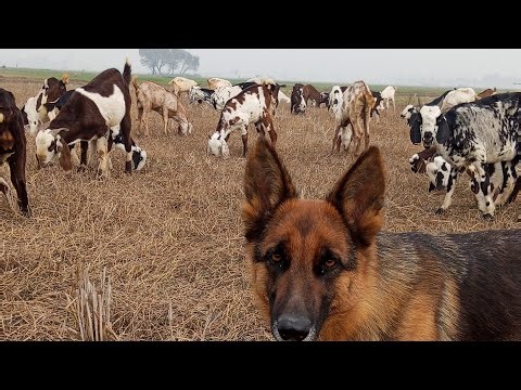 🐐 Grazing Goats in Dry Winter Field with My German Shepherd | Cold Weather Farming