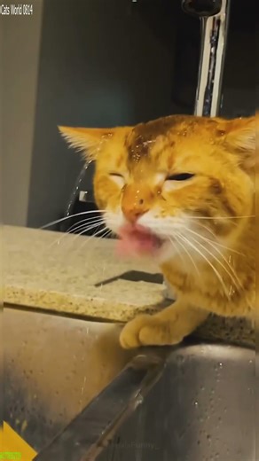 Alien Cat tries to prank owner - Best Cat Moments 💯 Best Clip!