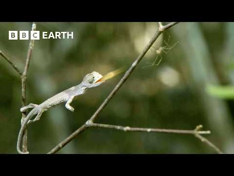 The Amazing Animal Kingdom Of Madagascar | BBC Earth