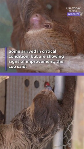 Sloths taken from Sloth World are recovering at Florida zoo
