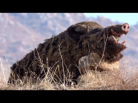 DANGEROUS MONSTER BOAR HUNTS: Incredible Shots & Fearless Dogs!