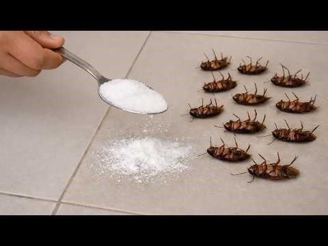 Infested House Becomes Roach-Free Permanently! How to Kill Cockroaches Fast And Naturally - Home DIY
