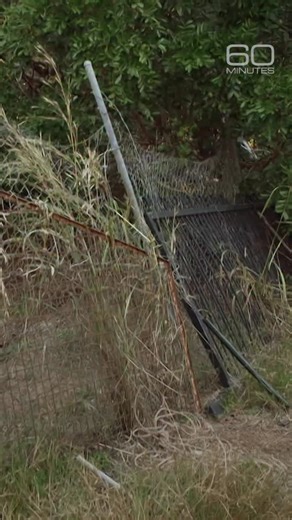 Saltwater crocodiles are the world’s largest reptiles, weighing over a ton, and have a bite force strong enough to crush a human skull. Trevor Sullivan, a self-described conservationist, believes living with crocodiles is not just possible, but a privilege. “It’s the best fun being able to coexist with saltwater crocodiles, the most dangerous predator on Earth,” says Sullivan, who lives in northern Australia and keeps 10 pet crocodiles. | 60 Minutes