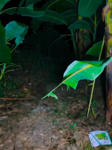 Haunted Banana Trees . 🍌 #Haunted #horror #scary #hauntedplaces #Halloweenparty #👻 #👻👻👻 #👻👻