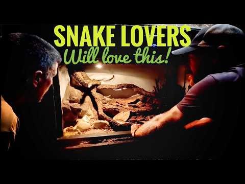 RARE Blue Vipers & Island Boas at Reptilandia!