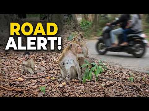 What Happens When Monkeys Meet The Road?!