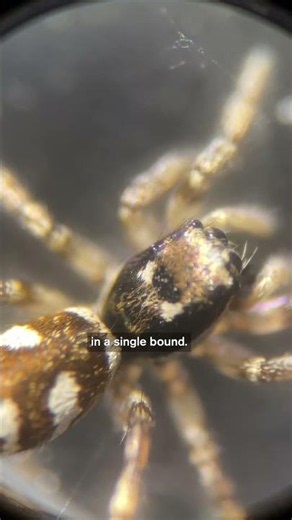 Get Ultra Close to a Jumping Spider