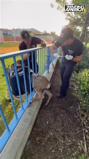 Firefighters in California came to the rescue of a deer that became trapped in a fence.