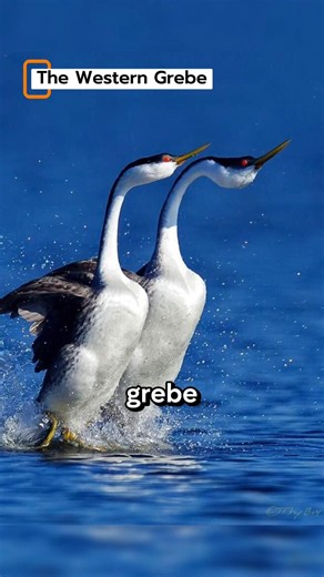 5 Animals That Can Walk on Water | Amazing Animal Facts