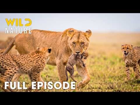 Wild Africa | The Deadliest Battle for Survival (Full Episode) | Wild Animals