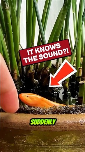 This Eel Knows What That Sound Means?! 😱