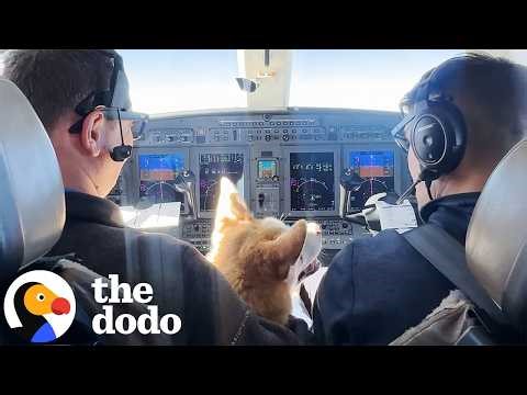Dog Waits 6 Years In A Shelter — Then Flies Private To Vegas | The Dodo