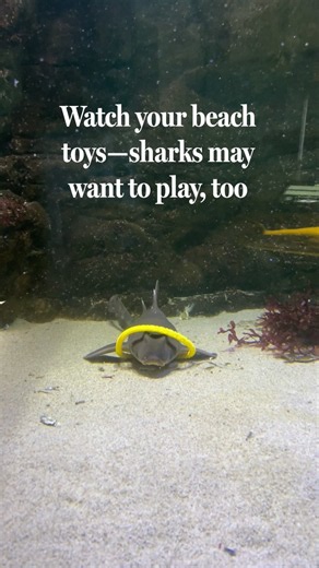 Aquarium hijinks provide the strongest evidence yet that sharks love to play. Learn more on #SharkAwarenessDay: https://t.co/vo7mOaPoyx