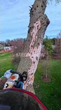 Mastering the Perfect Tree Drop! 🪚🌳