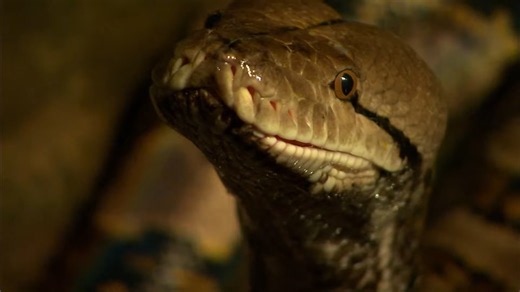 This 220-pound snake has the power to crush a human - now it's fighting for survival, help her
