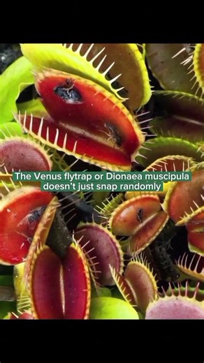 Watch This Venus Flytrap in Action #carnivorousplants #natureshorts #sciencenature #viralshortsfeed