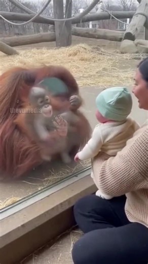 A heartwarming moment caught on camera at the zoo: an adult orangutan returns with her own baby to show it to a woman holding a human infant. Both babies wave and clap through the glass in a pure display of connection. #zoo #animals #heartwarming | Paul Vu