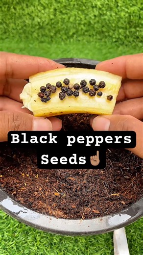 This Tiny Plant Is Full of black peppers Pods?! 😳 #shorts #viral #trending