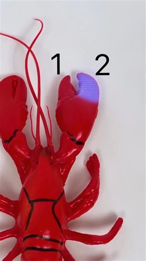 Testing Lobster VS Human Strength 🦞🙎‍♂️