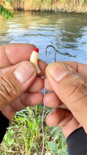 Best Fishing Hook Bait Technique for Freshwater Fishing😱😱👏👏 #fishing #carpfishing #fishingtips