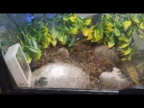 Juvenile Fire-Belly Toads Meet at the Feeding Rock 🐸 | Hop, Pop & Plop