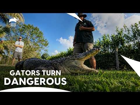 Gator Boys Risk EVERYTHING in These Alligator Encounters! | Gator Boys S3 | Animal Planet India