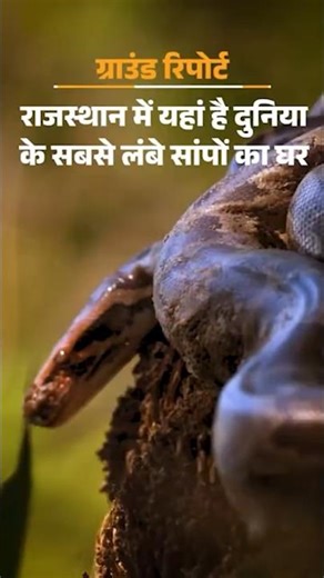 Rajasthan’s Python Zone: 600 Giant Rock Pythons Found Inside Keoladeo Ghana National Park