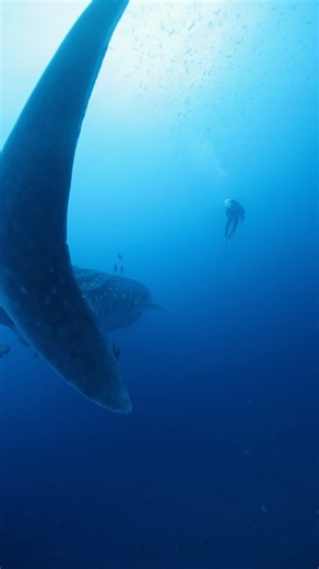 43 FOOT WHALE SHARK!🦈 #shark #sharks #whaleshark #scubadiving