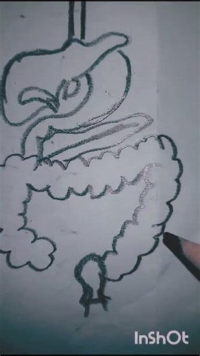digestive system drawing#education #drawing #easy #bestvideo sciencr