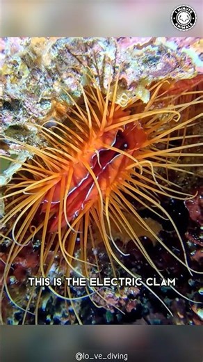 Electric Clam ⚡️ An ELECTRIFIED Shell?!