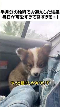 半月分の給料でお迎えした結果毎日が可愛すぎて尊すぎる…！#コーギー#犬のいる生活#ペット#可愛い犬#癒やし#コーギーのいる暮らし#日常#dog#shorts#爆笑