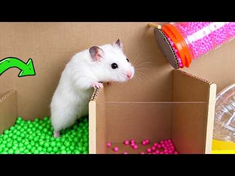 🛑LIVE: Tiny Hamster Escapes From a Mini Cardboard Prison Maze in Real Life | Hamster Life