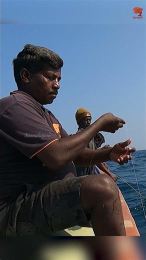 Horse Eye Jack smashed the prawn bait! #fishing #fishingvideo #fishingtime