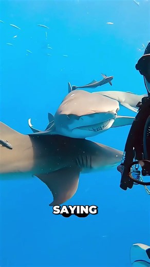 Shark Comes Back to Repay the Favor—Brings Entire Family 🥹