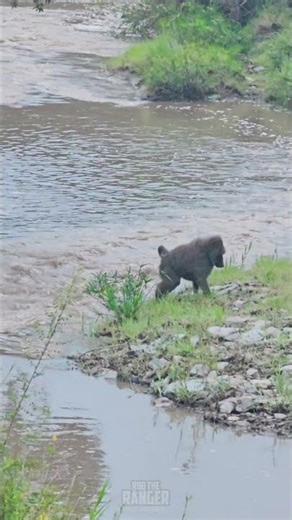 Baboons Crossing!!! 🐒🐒🐒🐒 #Wildlife #ShortsAfrica