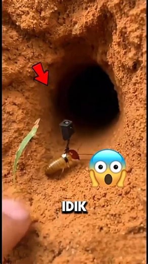 Menempelkan kamera Mini ke tubuh semut 😱!!?