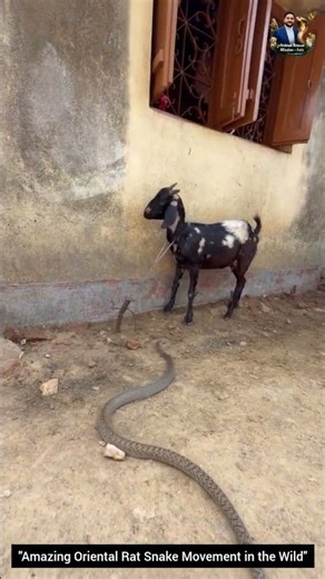 "Amazing Oriental Rat Snake Movement in the Wild" #snake #wildliferescue #wildlifeentertainment