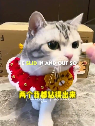 The Cat Who Failed the Squeeze Test 😹 #shorts #cat #cats #pets